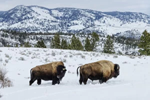 USA, Rocky Mountains, Wyoming, Yellowstone National Park, UNESCO, World Heritage, Bison