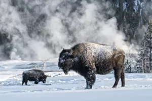 Images Dated 12th February 2020: USA, Rocky Mountains, Wyoming, Yellowstone National Park, Bison, Bison in snow