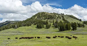 Images Dated 14th July 2020: USA, Rocky Mountains, Wyoming, Yellowstone, National Park, UNESCO, World Heritage