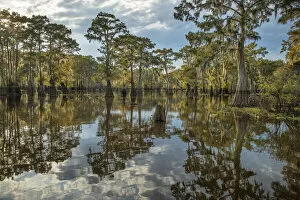Images Dated 29th November 2021: USA, South, Louisiana, Atchafalaya basin, Bald Cypress swamp