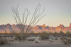 Images Dated 25th May 2021: USA; Southwest, Arizona, Kofa Mountains