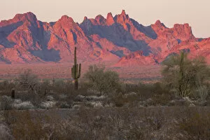 Images Dated 25th May 2021: USA; Southwest, Arizona, Kofa Mountains