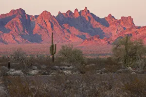 Images Dated 25th May 2021: USA; Southwest, Arizona, Kofa Mountains