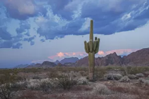 Images Dated 25th May 2021: USA; Southwest, Arizona, Kofa Mountains, Saguaro cactus