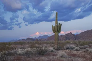 Images Dated 25th May 2021: USA; Southwest, Arizona, Kofa Mountains, Saguaro cactus