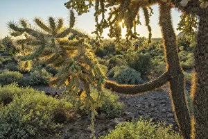 USA, Southwest, Arizona, Phoenix, Cactus in Lost Dutchman State Park