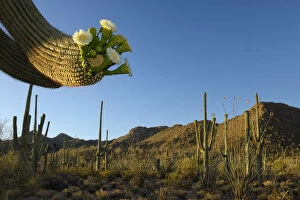USA, Southwest, Arizona, Saguaro National Park west unit, Blooming saguaro cactus