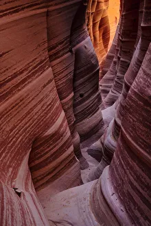 Zebra Prints: USA, Southwest, Colorado Plateau