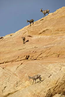 Images Dated 12th November 2015: USA, Southwest, Nevada, Valley of Fire, State Park, desert Bighorn sheep, Ovis canadensis