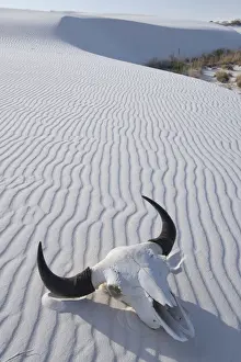 Dune Prints: USA, Southwest, New Mexico, Bison skull at white sands national monumnt
