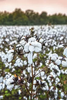Images Dated 2nd December 2020: USA, Statesboro, Georgia, Cotton Field, Autumn