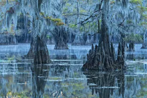 USA, Texas, Caddo lake