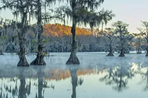 USA, Texas, Caddo Lake