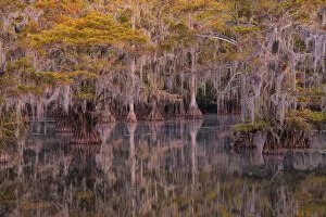 Images Dated 29th November 2021: USA, Texas, Caddo lake in autumn