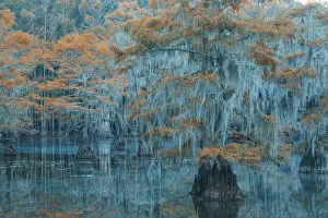 USA, Texas, Caddo lake, Bald Cypress in autumn
