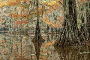 Taxodium Distichum Prints: USA, Texas, Karnack, Caddo Lake State Park, Mill Pond