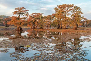 USA, Texas, Uncertain, Caddo Lake