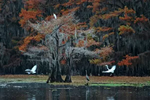 Images Dated 27th January 2023: USA, Texas, Uncertain, Caddo Lake, Egret