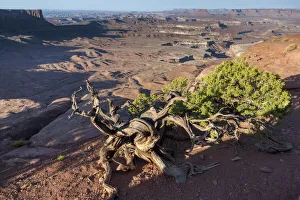 Images Dated 24th November 2021: USA, Utah, Canyonlands National Park, Green River Overlook