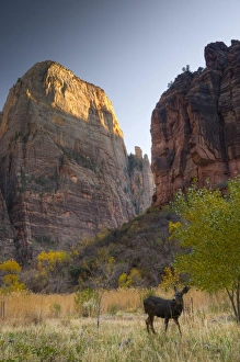 Us A Prints: USA, Utah, Zion National Park, The Great White Throne