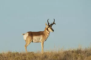 Images Dated 29th November 2021: USA, West Texas, Big Bend National Park, Pronghorn buck