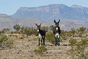 Images Dated 29th November 2021: USA, West Texas, Big Bend National Park, Burro