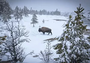 Images Dated 22nd March 2017: USA, Wyoming, Bison in Yellowstone National Park