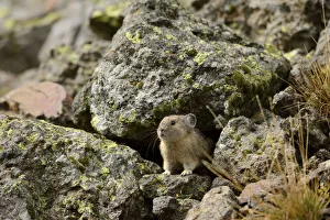 USA, Wyoming, Rockies, Rocky Mountains, Yellowstone, National Park, UNESCO, World Heritage
