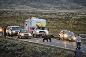 Images Dated 10th March 2015: USA, Wyoming, Yellowstone National Park, Grizzly bear crossing highway with tourists