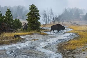 Images Dated 15th November 2016: USA, Wyoming, Yellowstone National Park, Bison at Upper Geyser basin