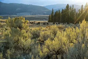 Images Dated 15th November 2016: USA, Wyoming, Yellowstone National Park, Bison herd in Lamar valley
