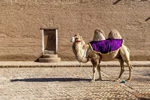 What's New: Uzbekistan, Khiva, a camel stands in front of the Mohammed Rakhim Khan Madrassah
