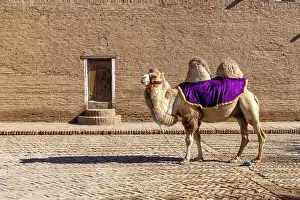 Silk Route Prints: Uzbekistan, Khiva, a camel stands in front of the Mohammed Rakhim Khan Madrassah