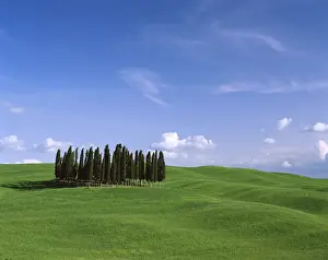 Val d Orcia / Countryside View / Green Grass & Cypress Trees