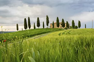 Images Dated 22nd July 2015: Val d Orcia, Tuscany, Italy. A lonely farmhouse with cypress trees standing in