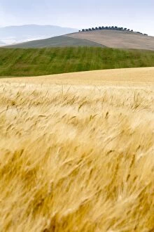 Images Dated 14th June 2015: Val d Orcia, Tuscany, Italy. yellow meadow and green hills