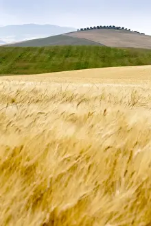 Seasonal Prints: Val d Orcia, Tuscany, Italy. yellow meadow and green hills
