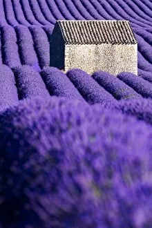 Awlrm Collection: Valensole Plateau, Provence, France. Lavender field