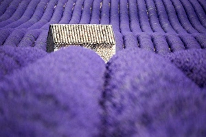 Valensole Plateau, Provence, France. Lavender field
