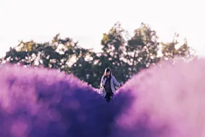 Images Dated 12th October 2017: Valensole Plateau, Provence, France. Girl walking through a Lavender field