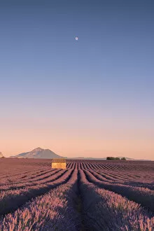 Agricolture Gallery: Valensole, Provence, France