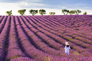 Valensole, Provence, France. Woman stading in lavender field (MR)