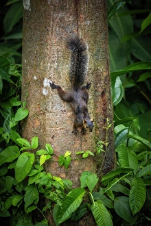 Rodent Prints: Variegated squirrel (Sciurus variegatoides), Sarapiqui, Costa Rica