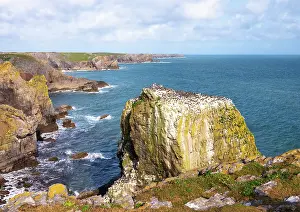 Breeding Prints: Various seabirds nesting on a limestone pillar next to the Pembrokeshire Coast Path