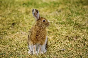 Camouflaged Prints: Varying haer/snowshoe hare (Lepus americanus) Spring moult