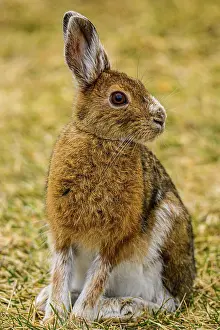 Woodlands Prints: Varying haer/snowshoe hare (Lepus americanus) Spring moult