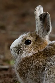 Hares Rabbits Prints: Varying hare, Lepus americanus. Transitional pelage, Lively, Ontario, Canada