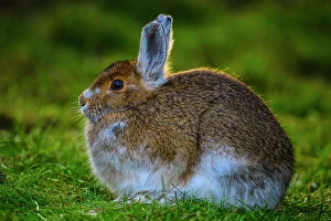Small Mammals Prints: Varying hare (Lepus americanus), Greater Subdury, Ontario, Canada