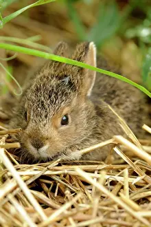 Suburban Prints: Varying Hare (Lepus americanus) Baby rabbit hiding in vegetable garden