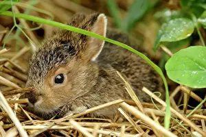 Suburban Prints: Varying Hare (Lepus americanus) Baby rabbit hiding in vegetable garden